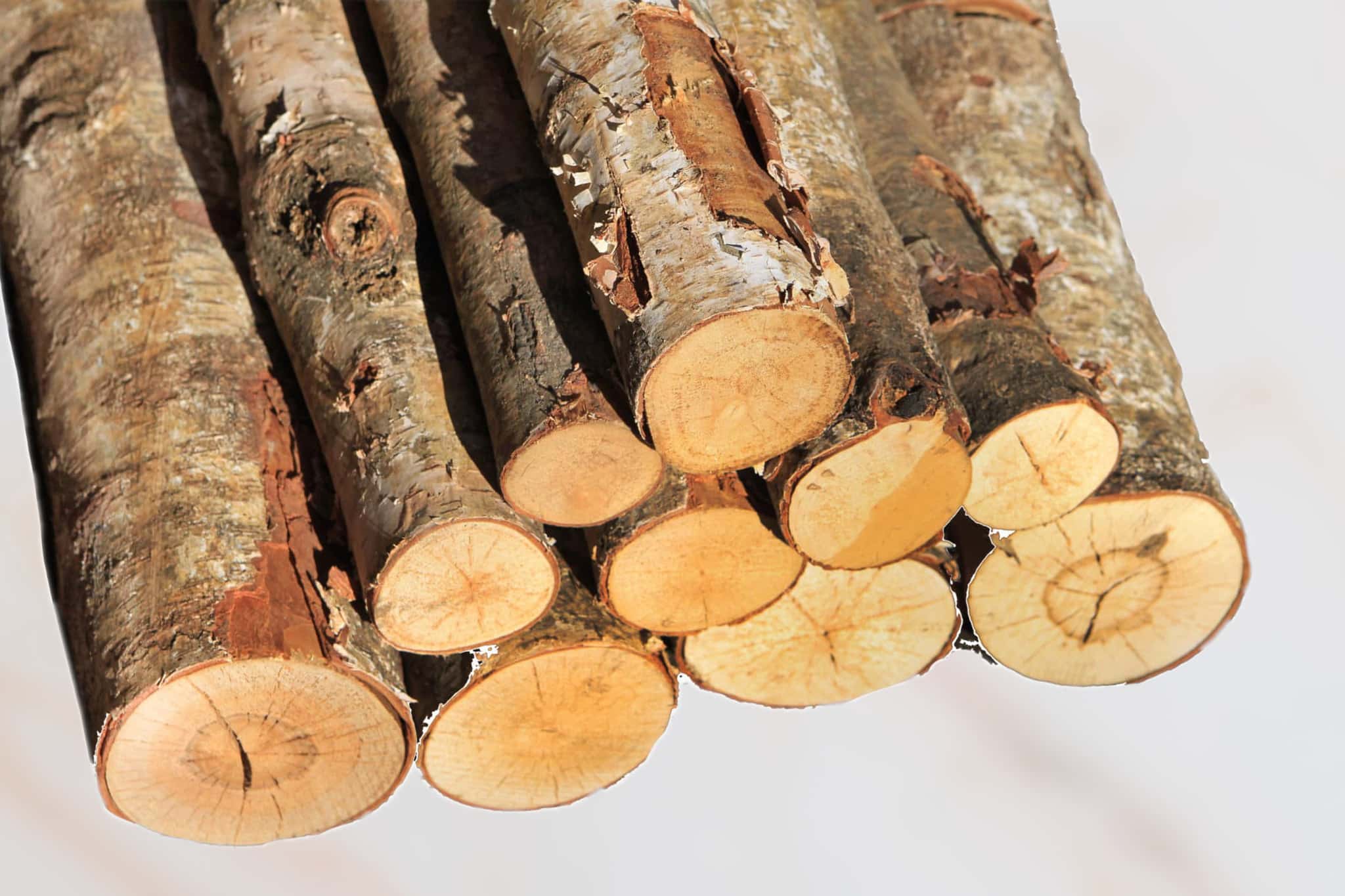 Birch Log Bundle
